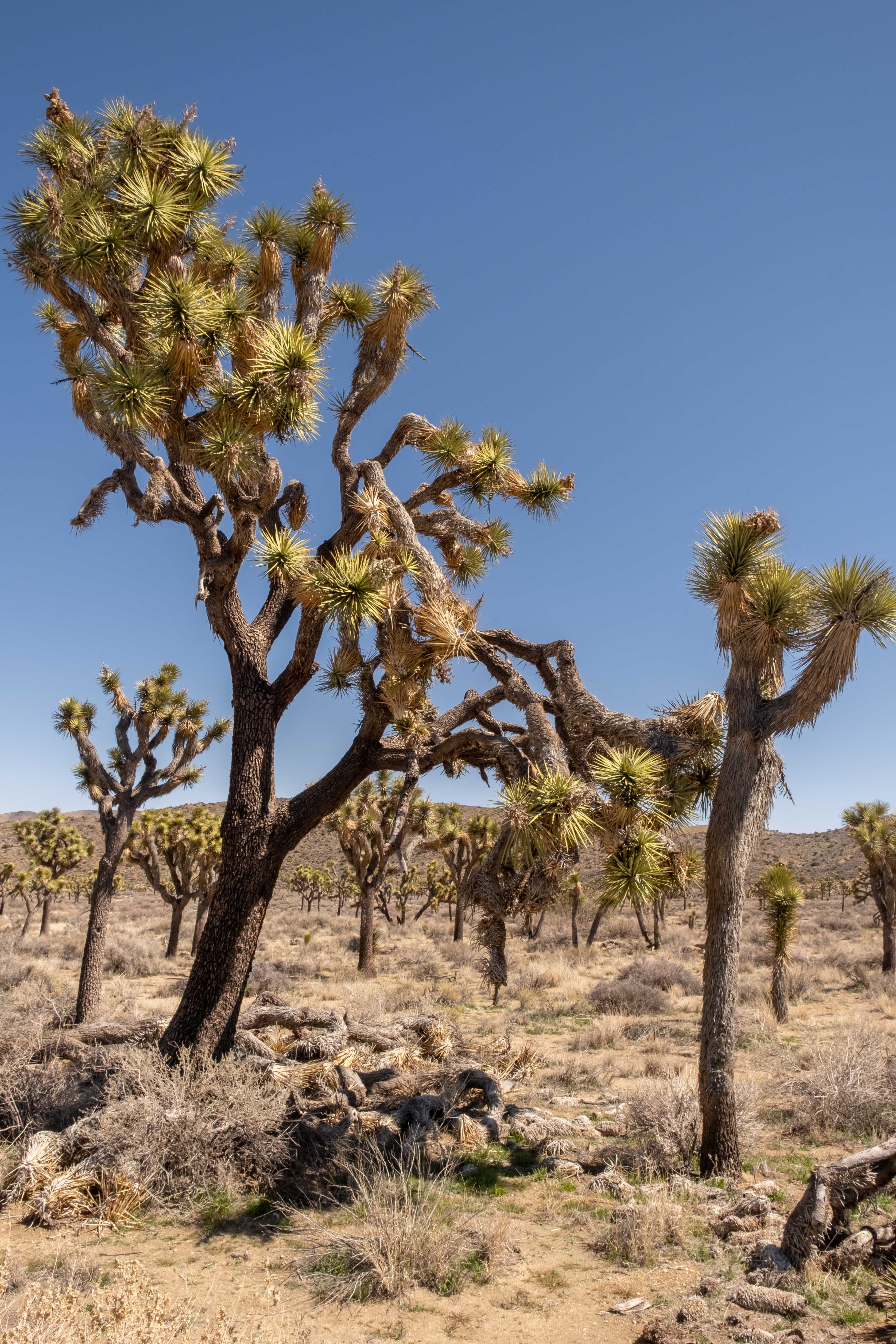 American Southwest image 13