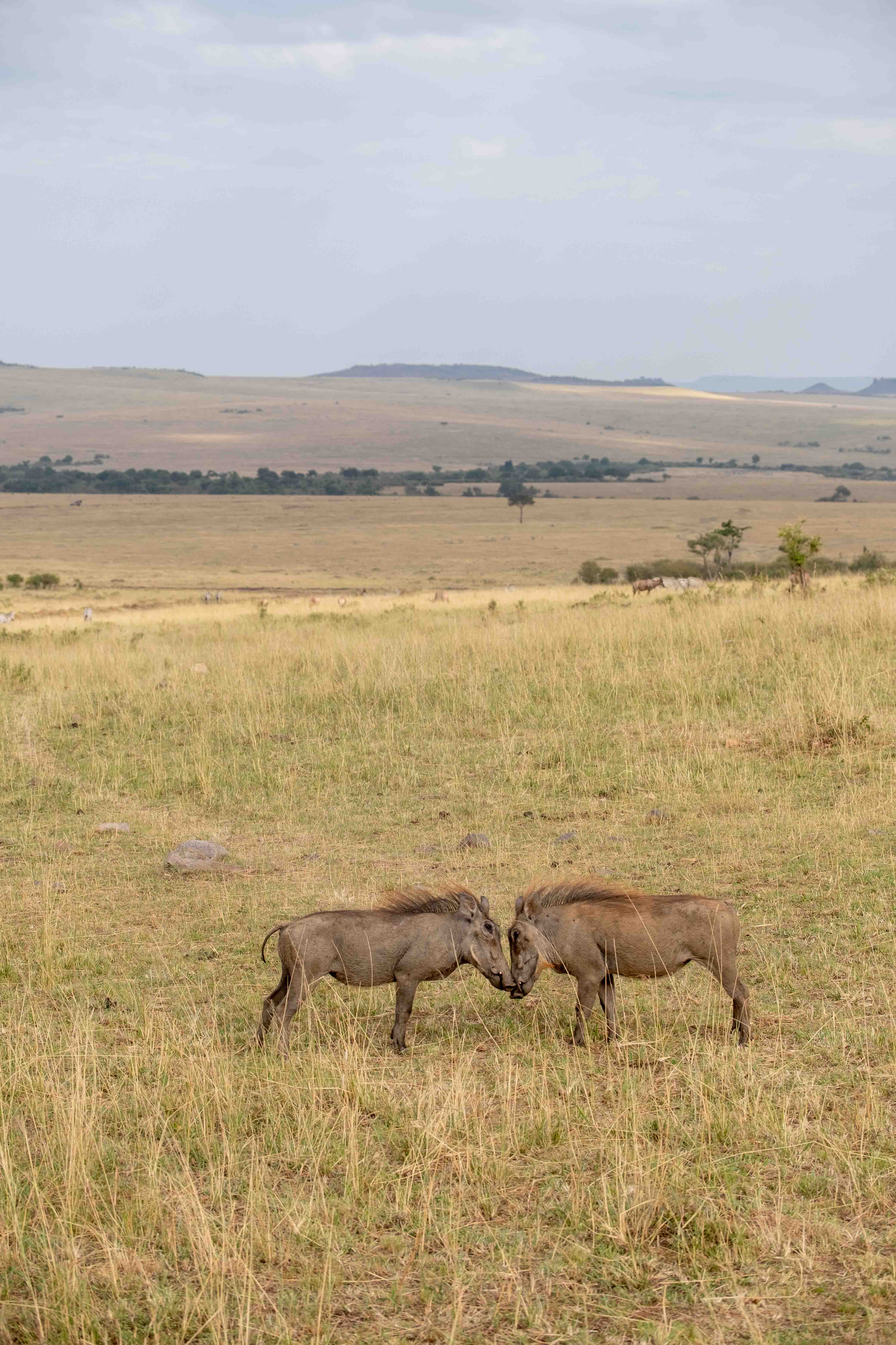 Kenya image 7