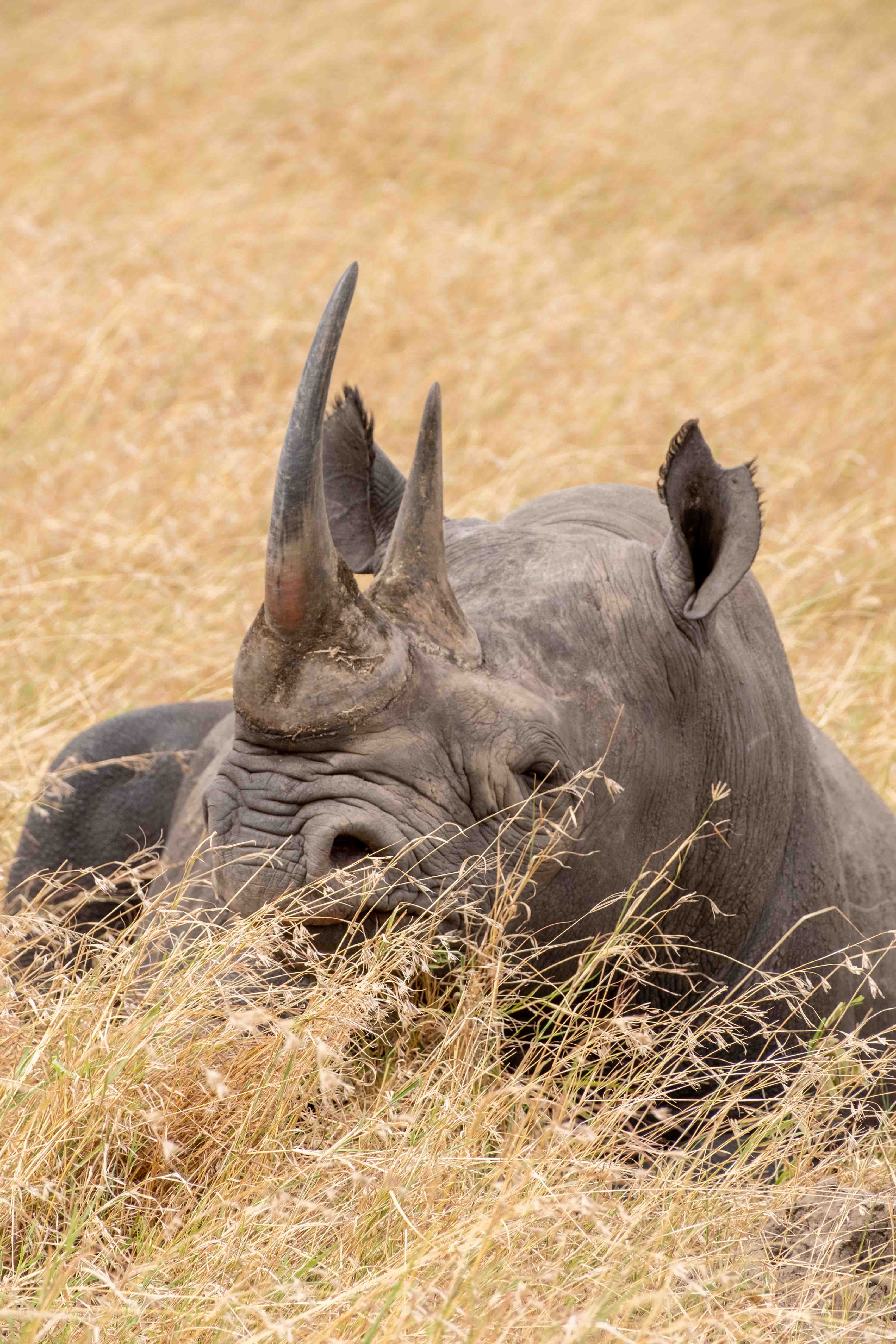 Kenya image 21