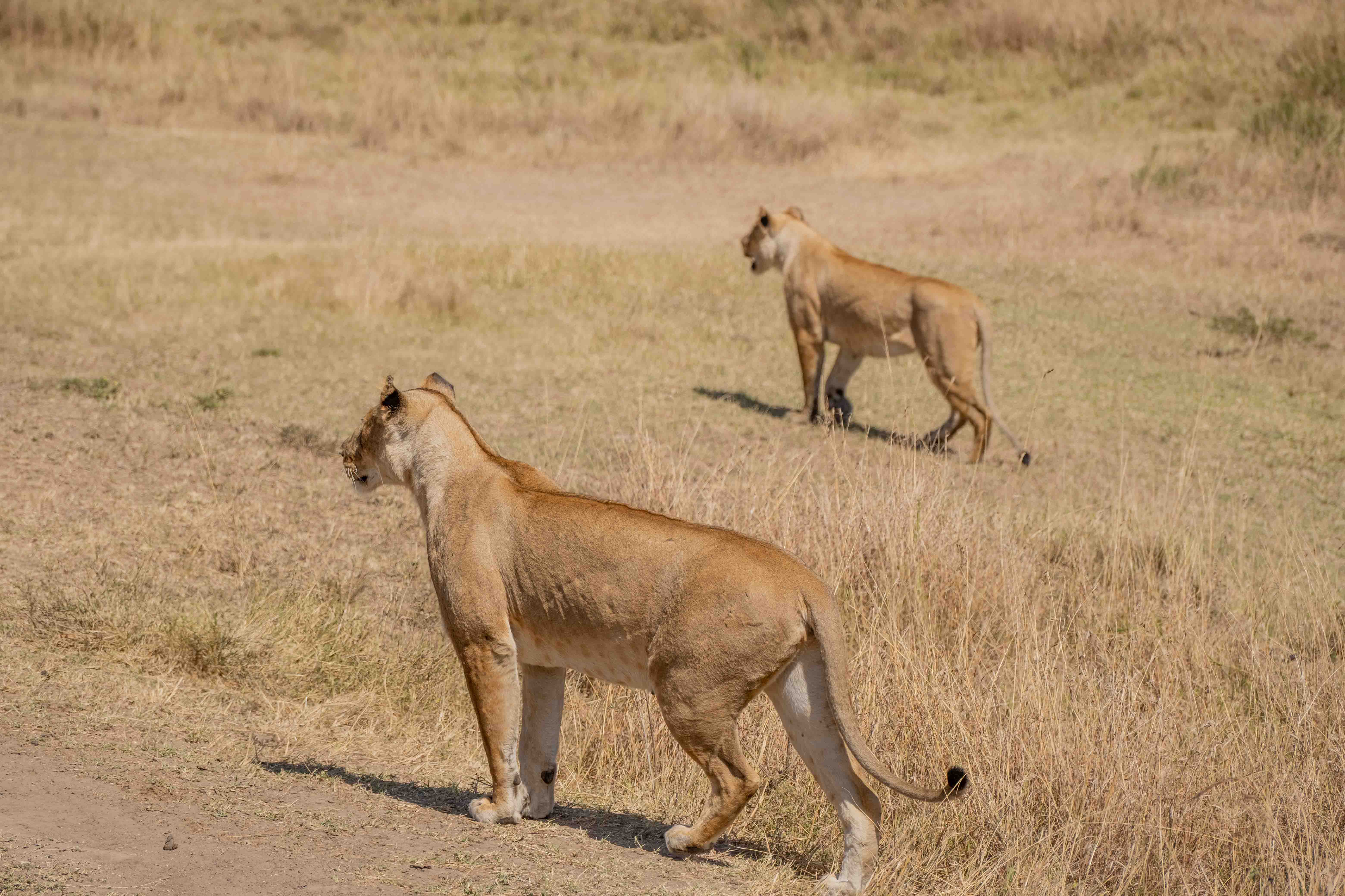 Kenya image 12