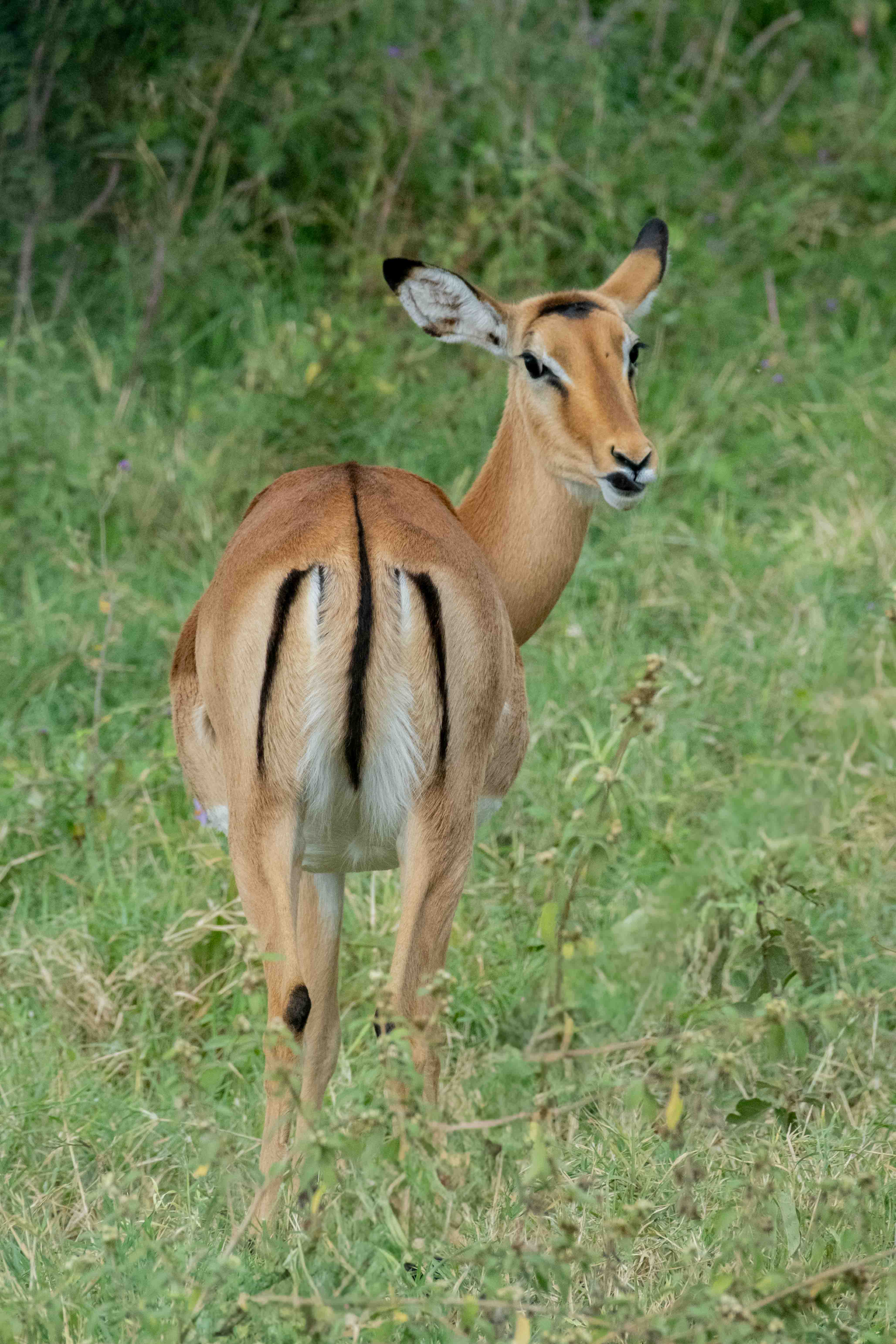 Kenya image 8