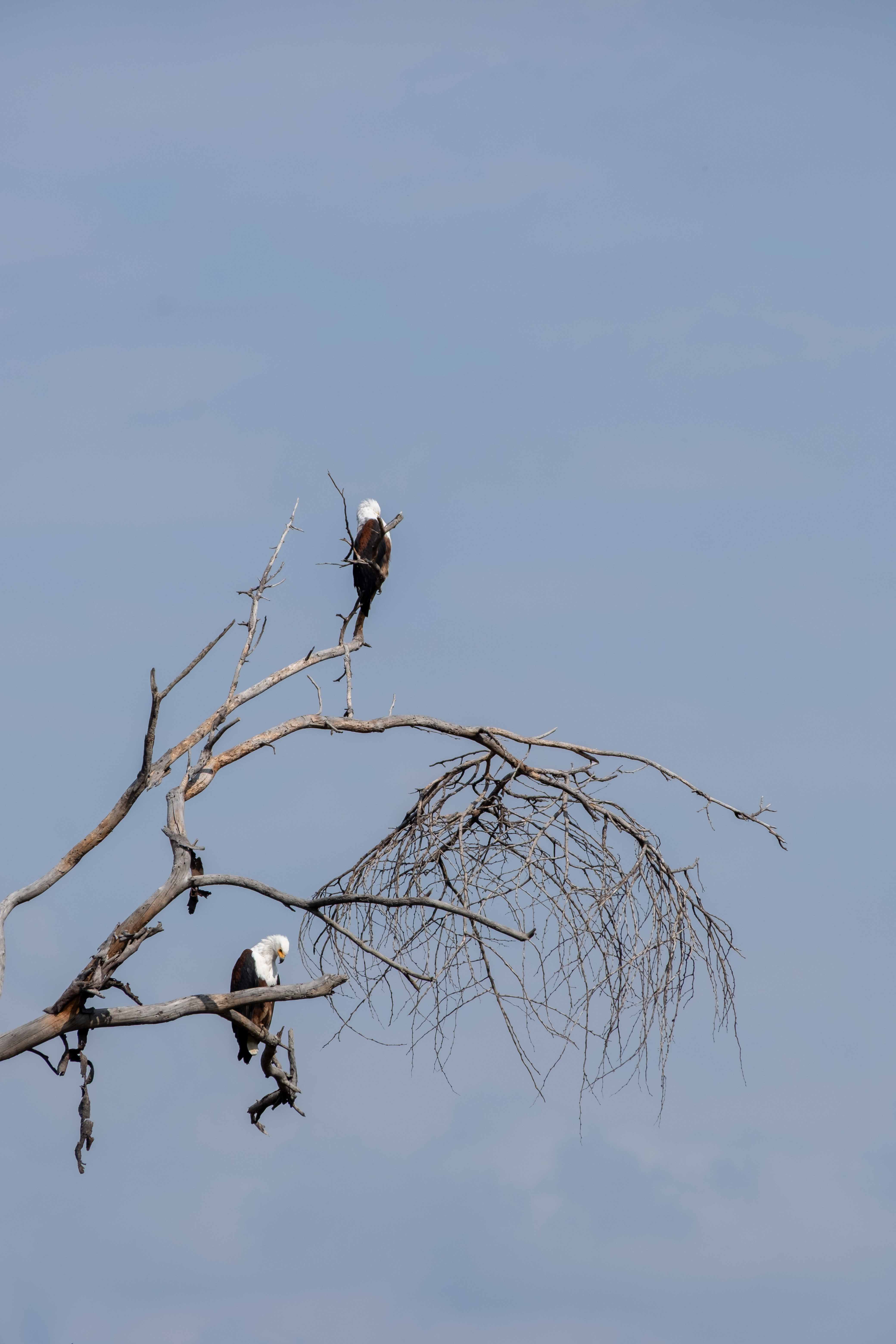 Kenya image 11