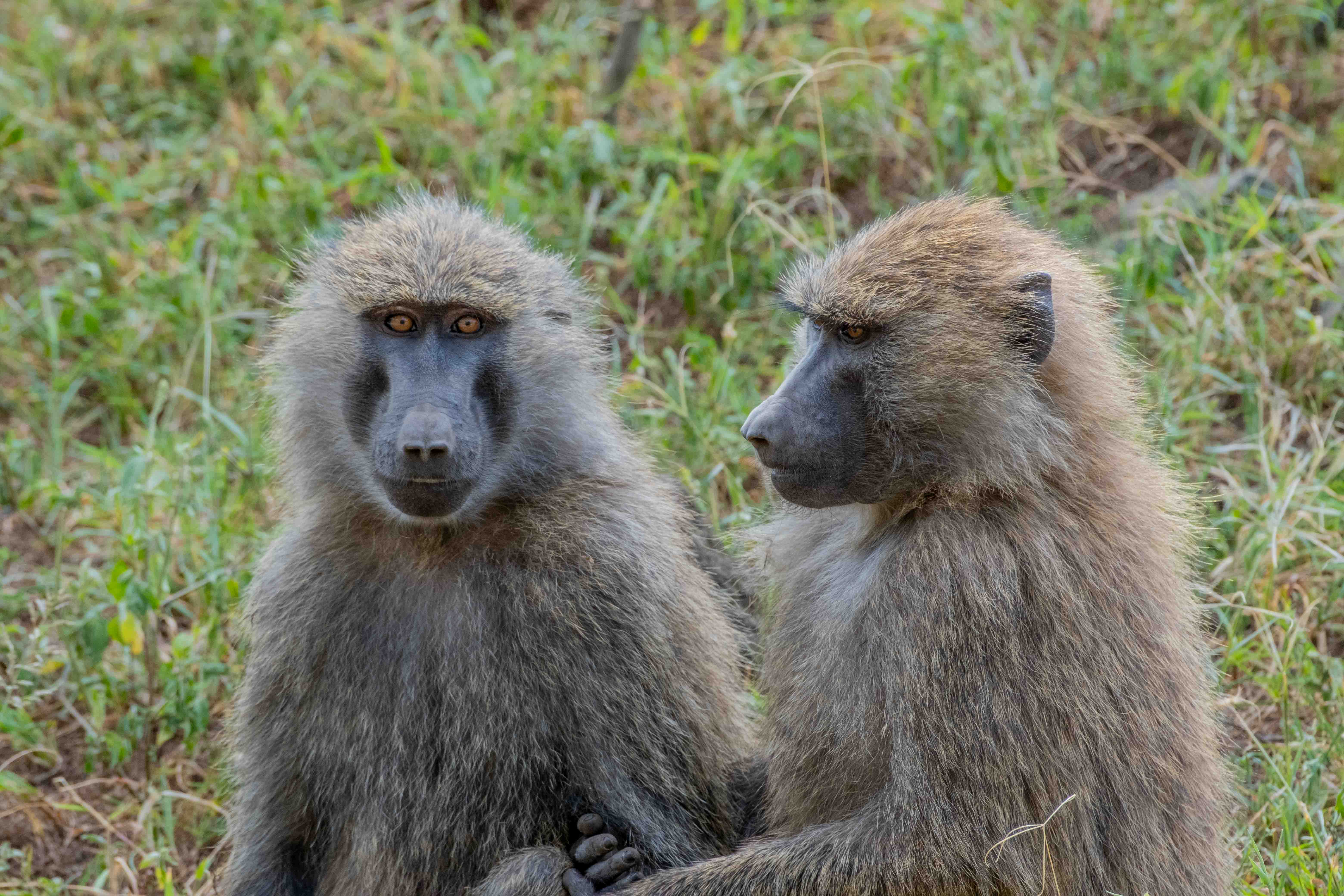 Kenya image 19