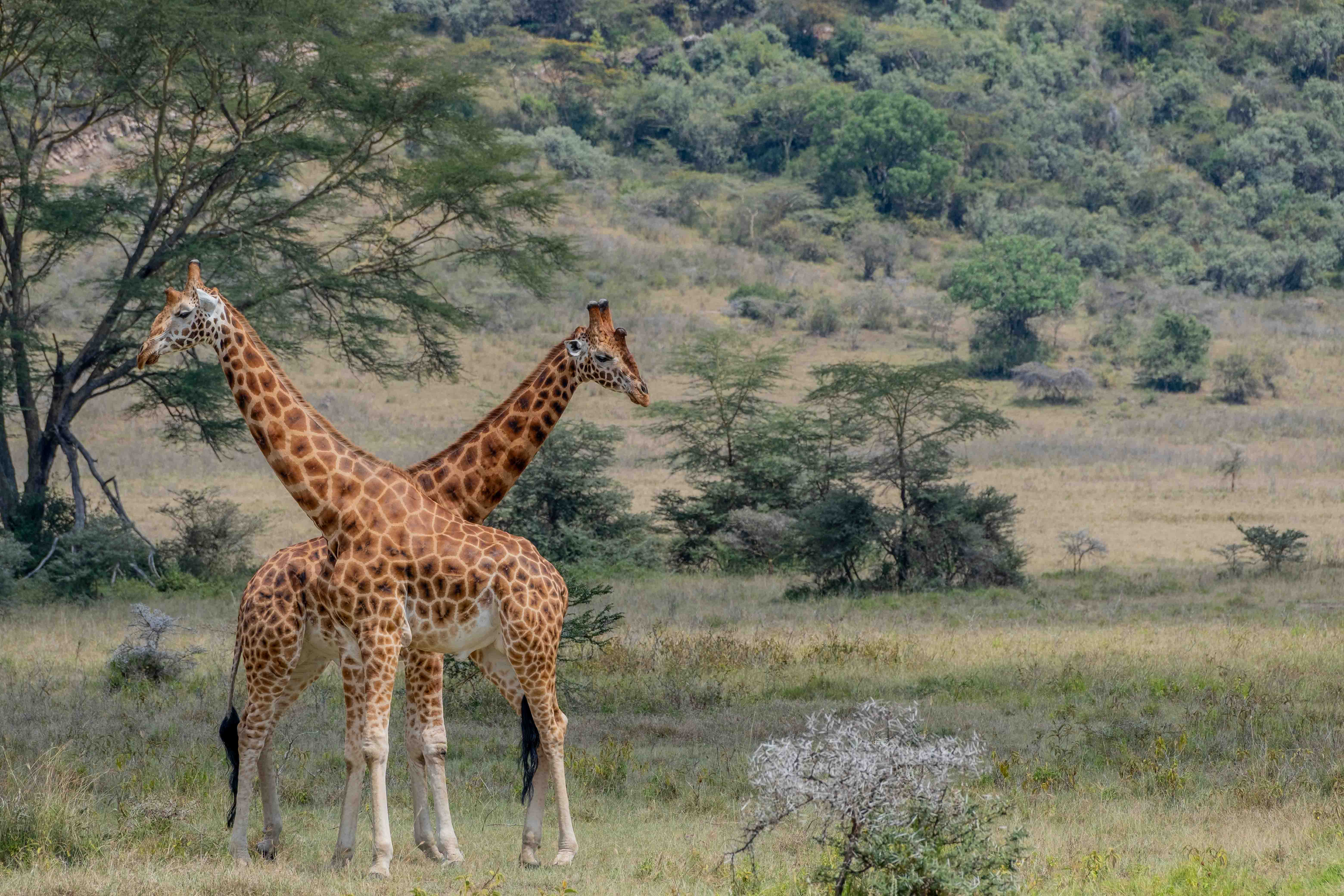 Kenya image 9