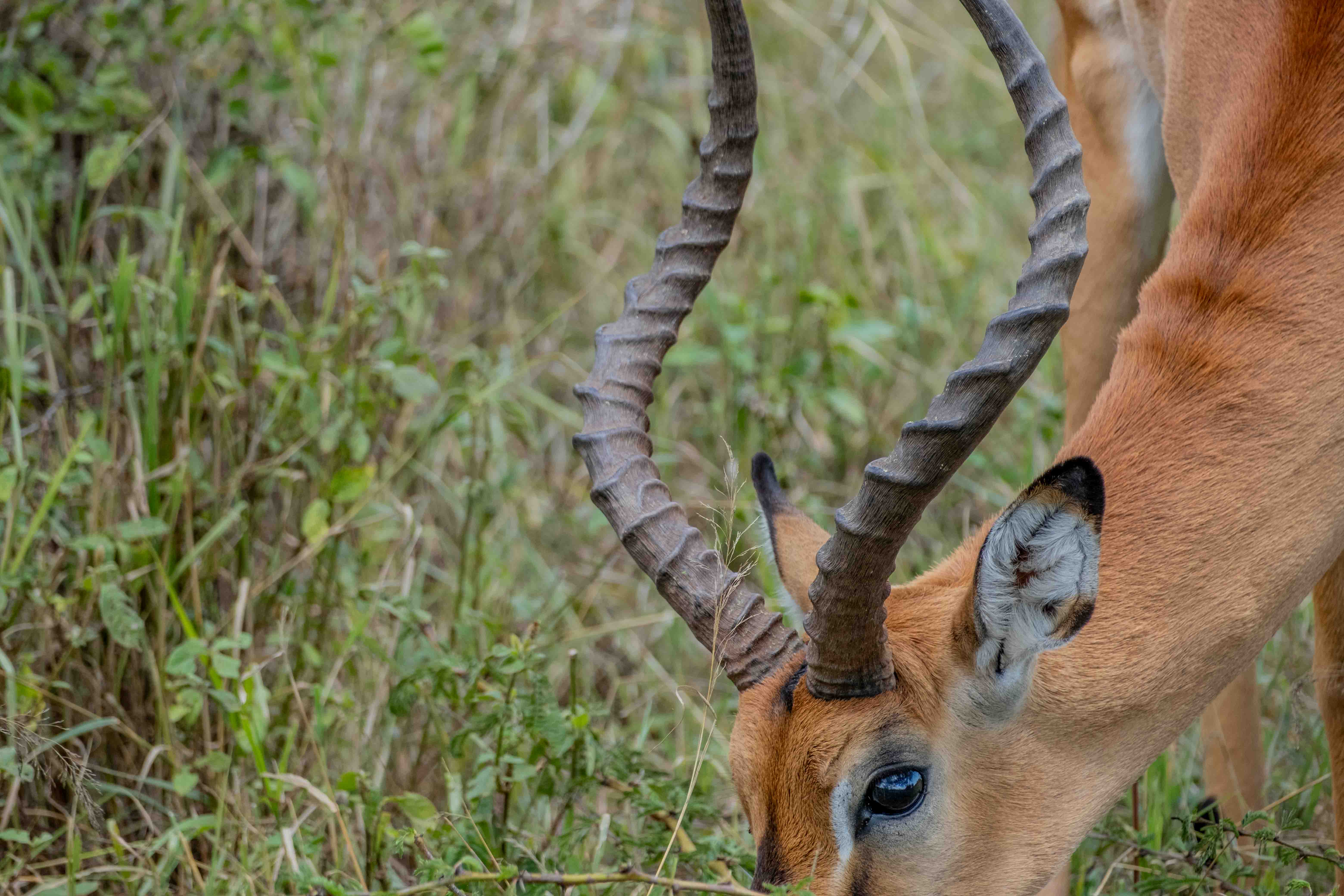 Kenya image 1