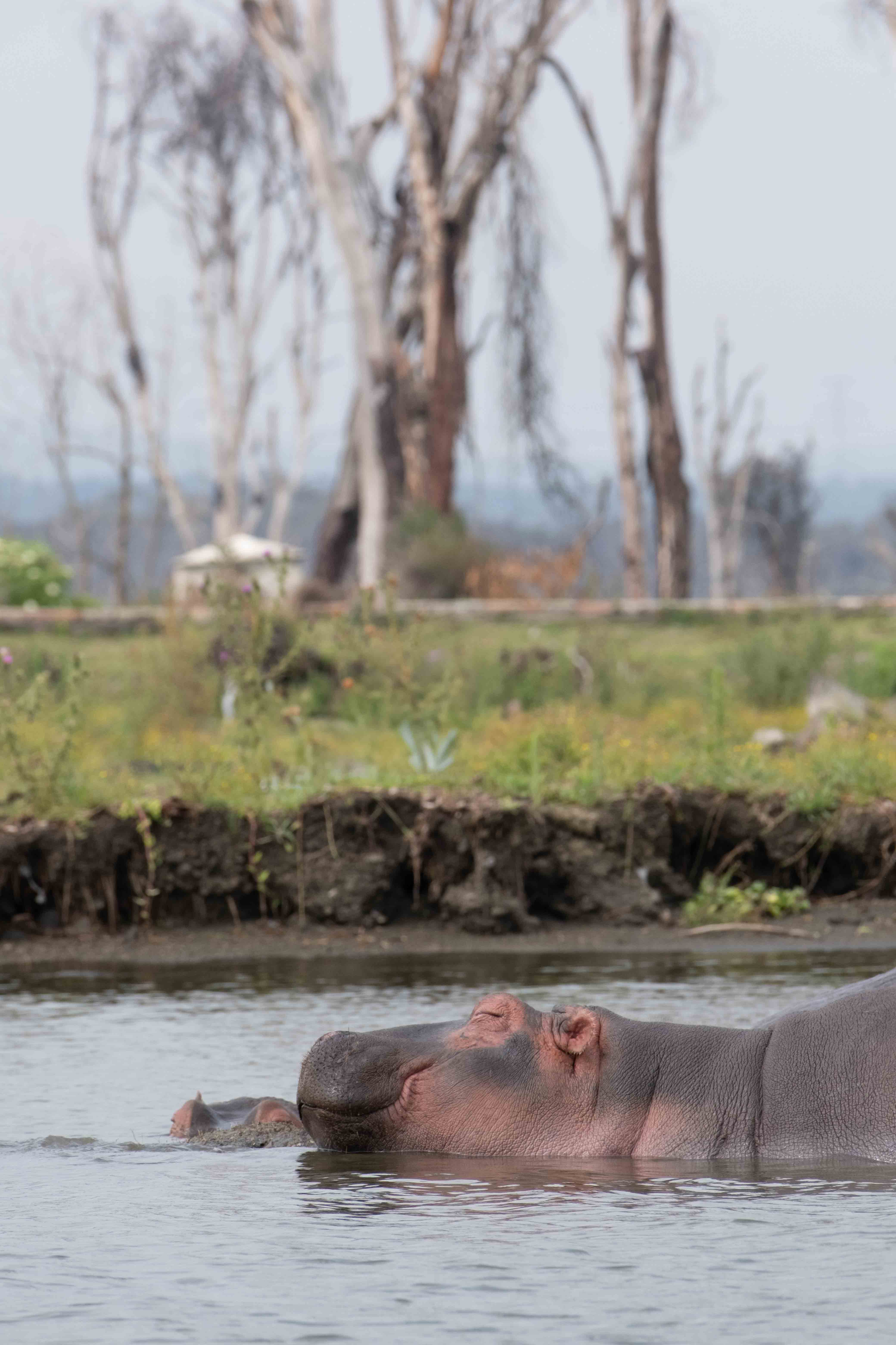 Kenya image 3