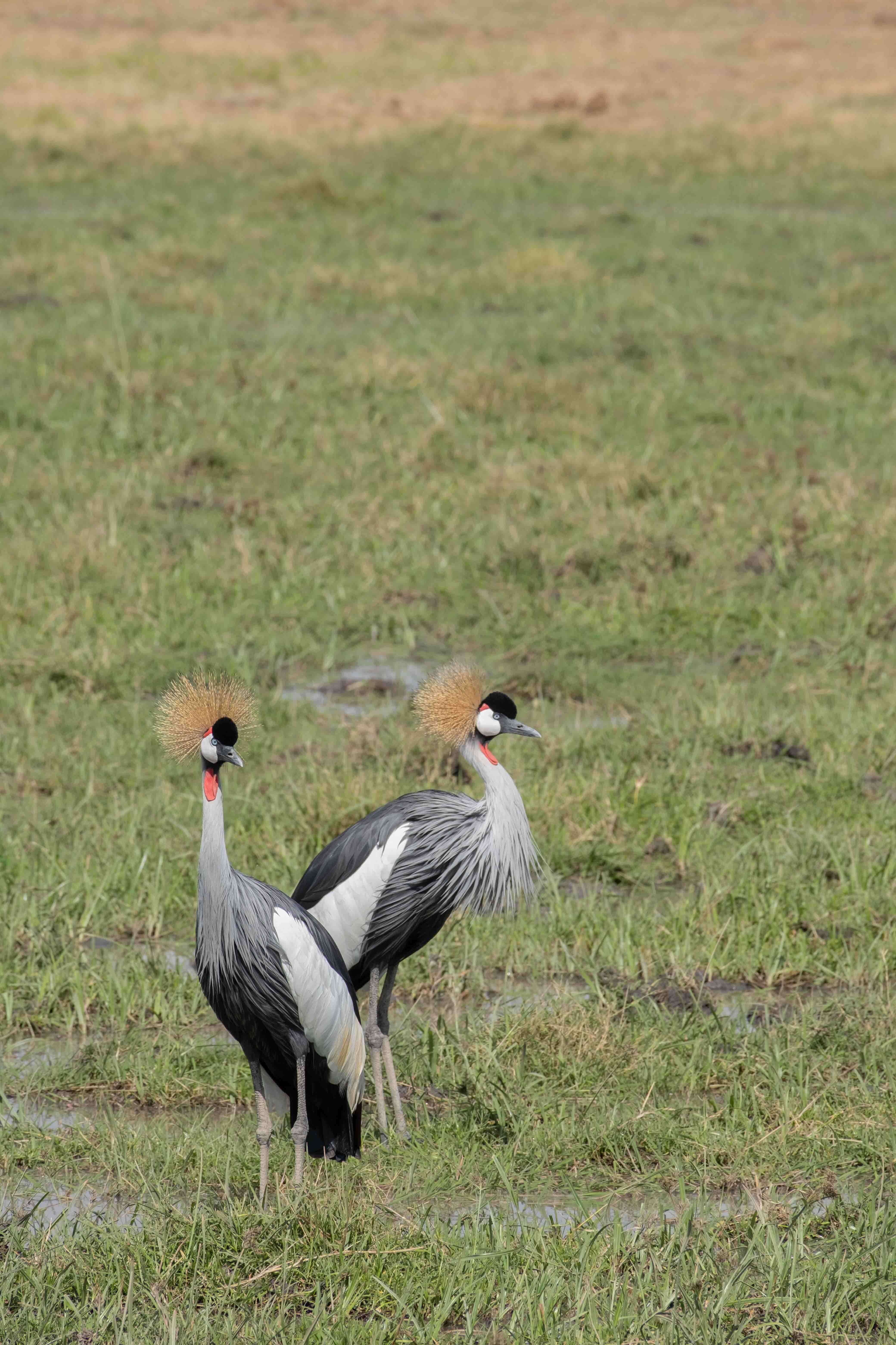 Kenya image 22