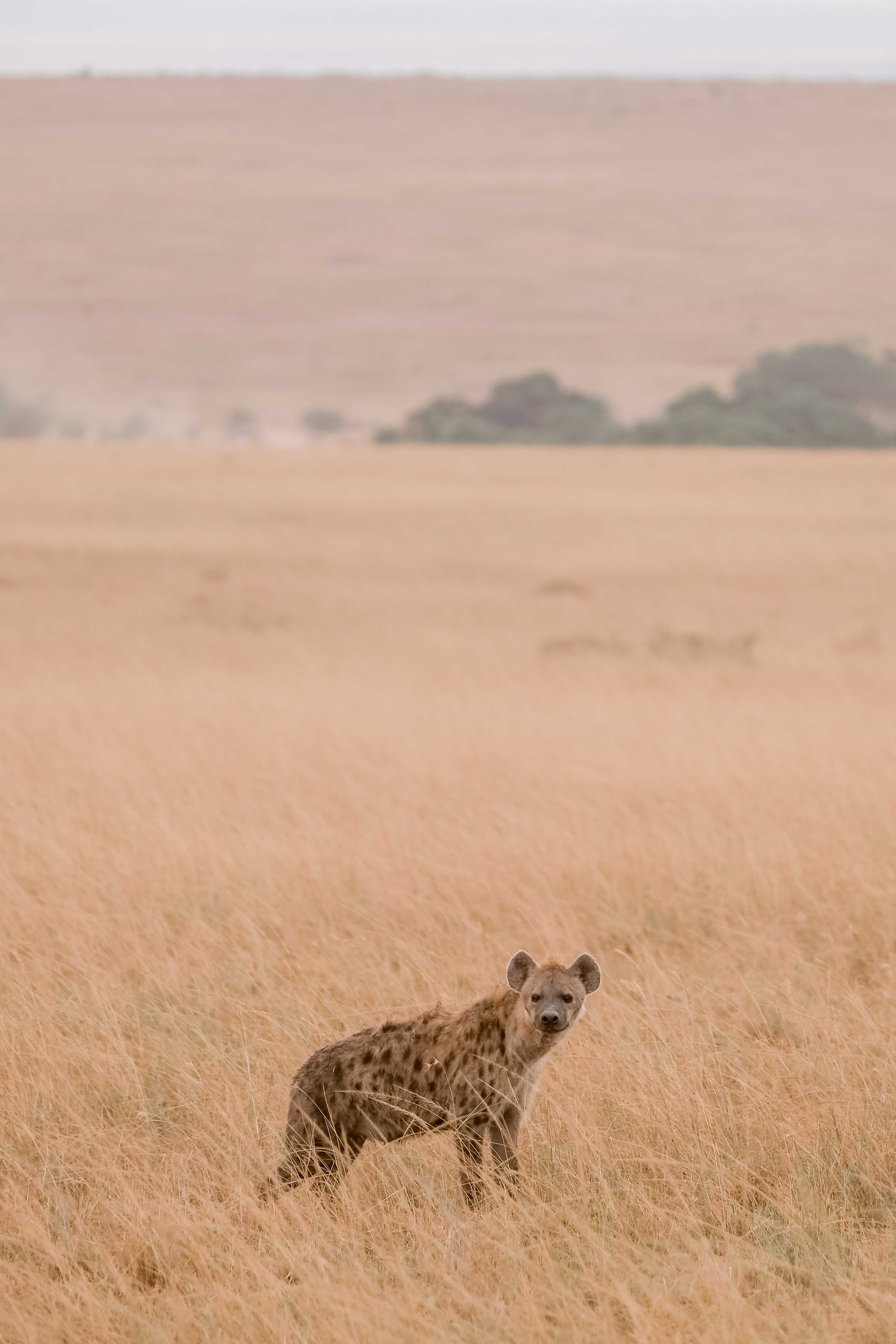 Kenya image 6